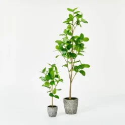 Banyan Tree Potted - Threshold™ Designed With Studio McGee -Threshold GUEST 15cd2526 7a74 4a08 9fe1 2d0826607ef4