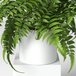 Boston Fern - Threshold™ -Threshold GUEST 3cbf8c34 f3f7 4bfa a5a1 7c1c2936c266